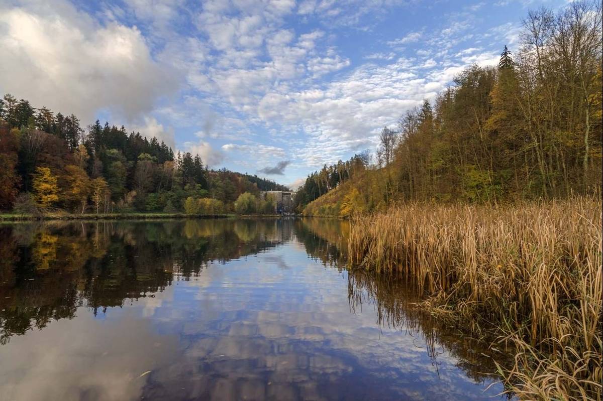 Tuto sobotu proběhne poslední prodej živých pstruhů.  Prodej bude probíhat od 9 do 11 hodin u líhně v Nekoři.