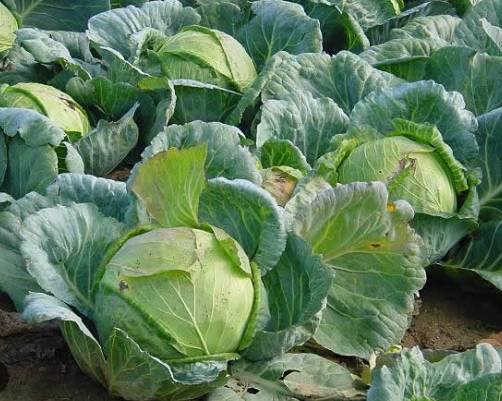 V Sovenicích se opět krouhá zelí. V případě zájmu volejte po 16:00 hodině na telefon 728 010 189.