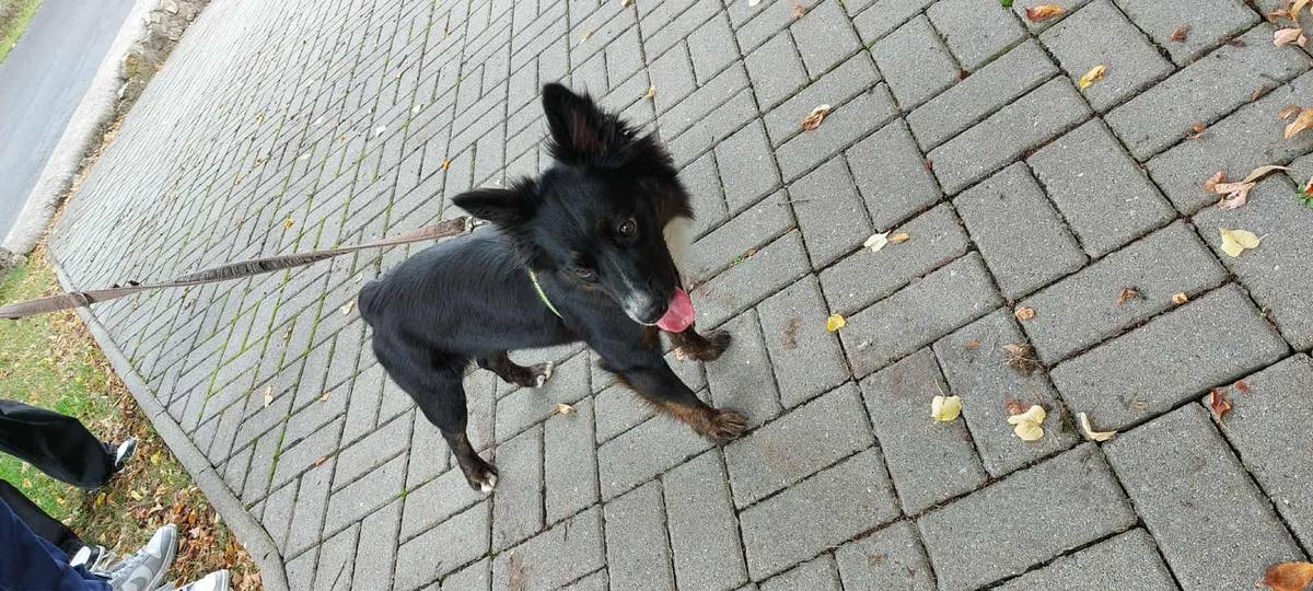 V úterý 9.9.2025 byl v obci Všechlapy nalezen pobíhající pejsek s obojkem a kšíry.  V příloze naleznete fotky nalezeného psa.  Kontaktní údaje: Obecní úřad Zabrušany tel.: 417835014