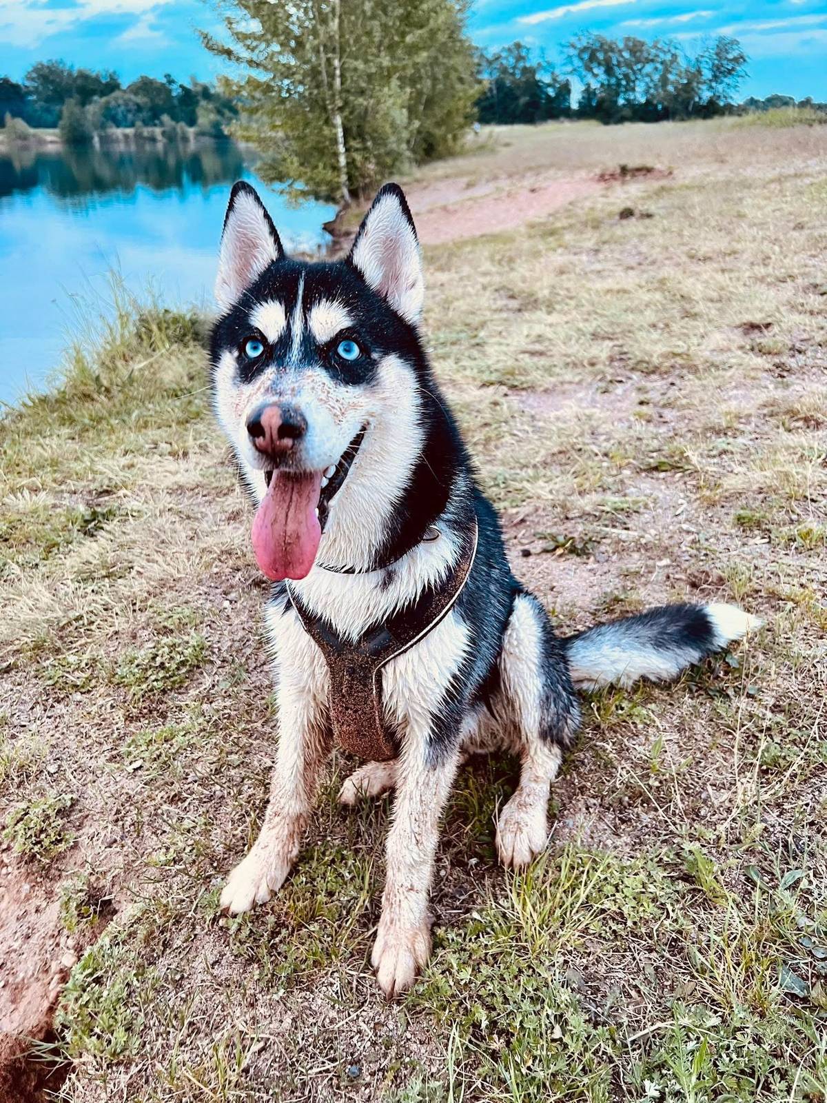 Dnes ráno (11.9.2025) se mezi Prachovicemi a Vápenným Podolem ztratila fenka. Fenka slyší na jméno "Rouz". Jde o rasu husky, Rouz je velmi přátelská. Majitelka bude vděčná za každou informaci o ní na tel. čísle 775 432 885.