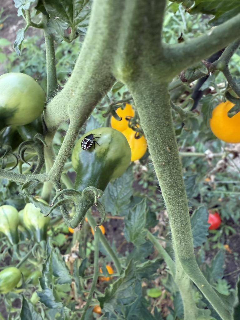 Upozornila nás naše spoluobčanka na výskyt invazivního druhu hmyzu Kněžice zeleninové.