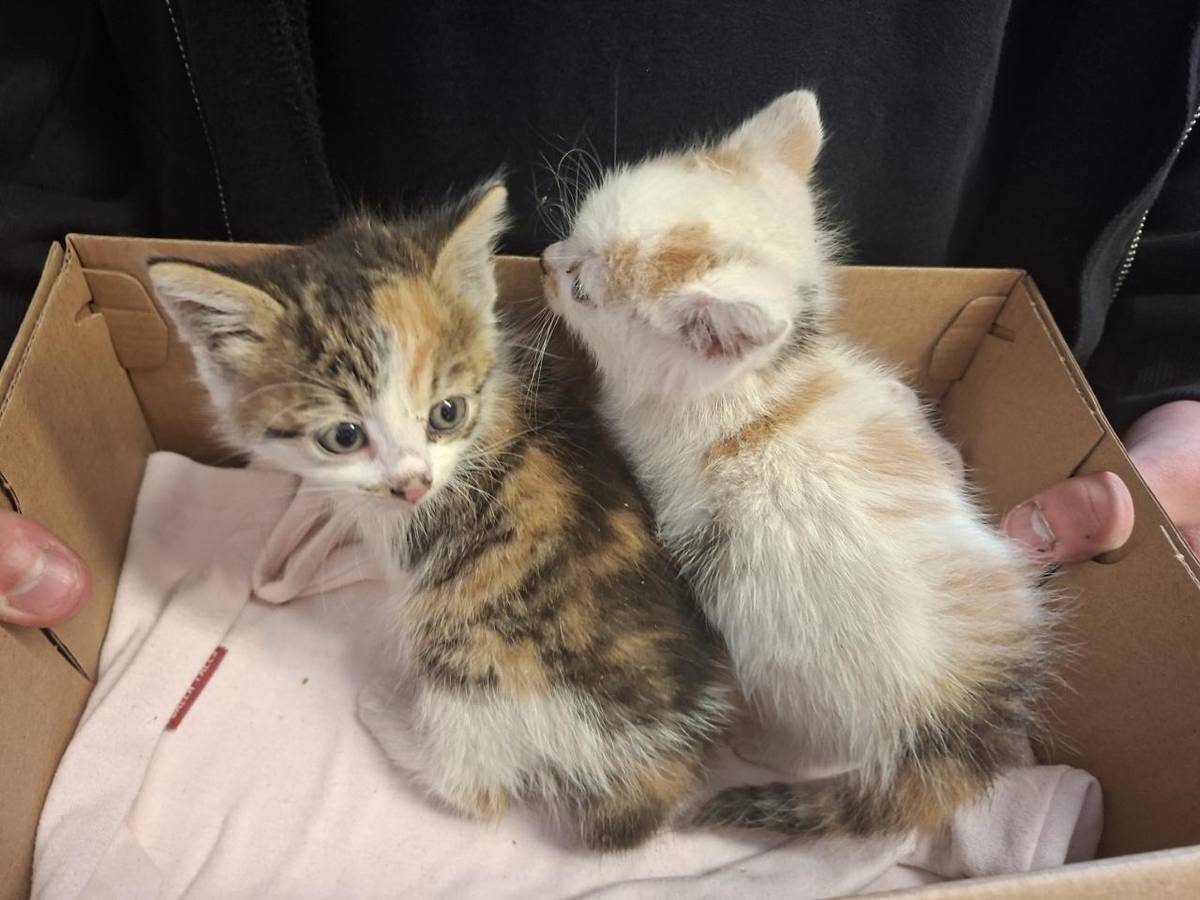 Moc prosíme,  hledáme nové majitele pro koťátka. K vyzvednutí u OÚ Konárovice.