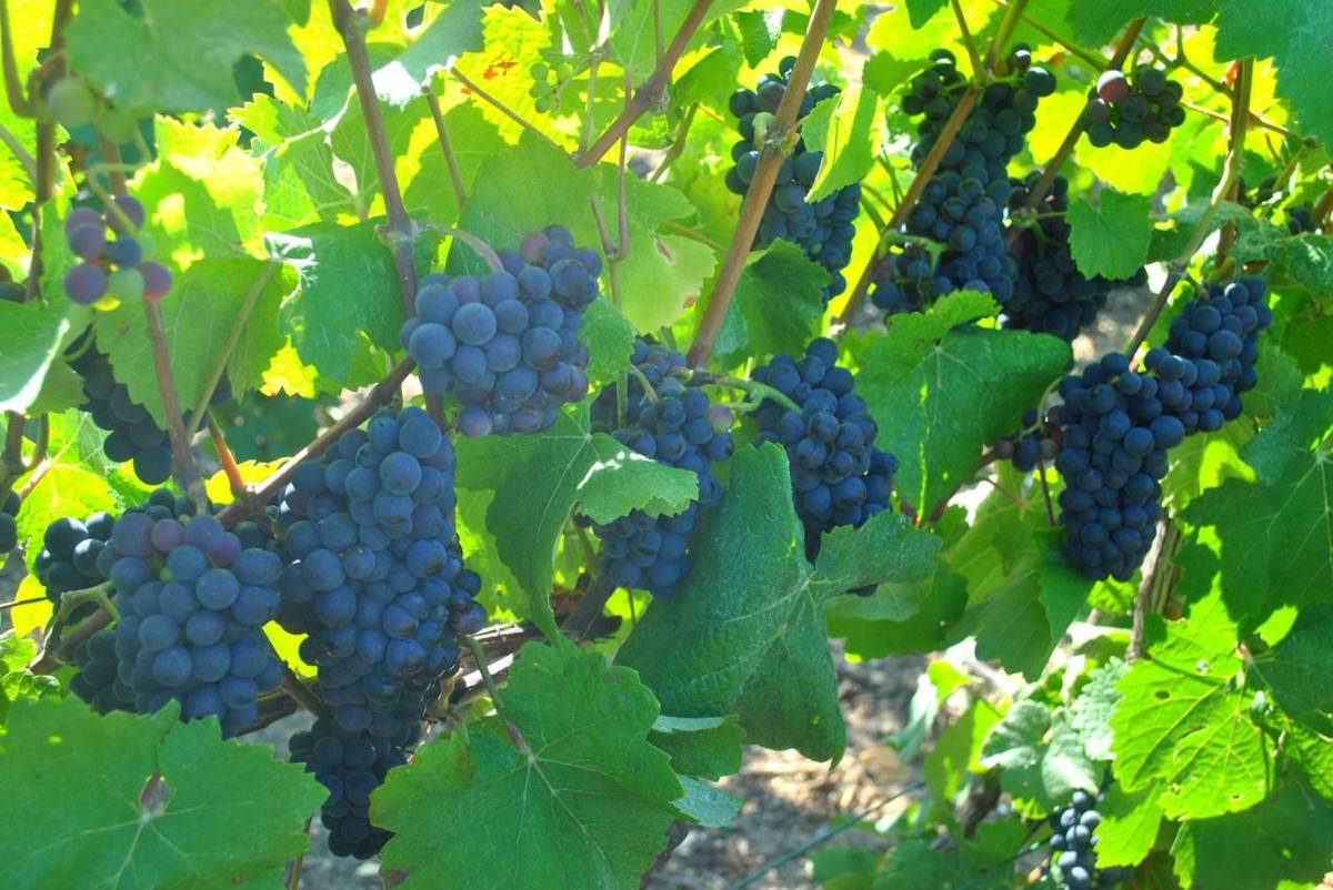 Vinařská firma přijme brigádníky na sběr hroznů, ve vinici, v dopoledních hodinách od 8:00 do 11:00, bližší informace na tel. 721 327 444.