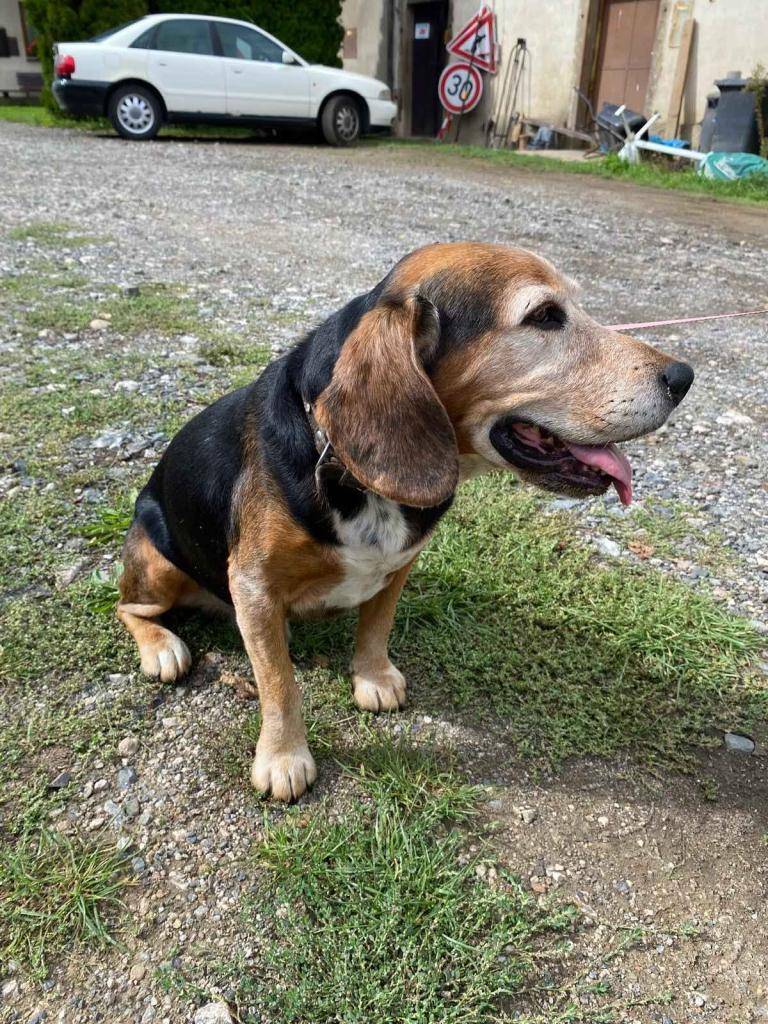 Našel se zatoulaný pejsek v obci Zadní Třebaň.