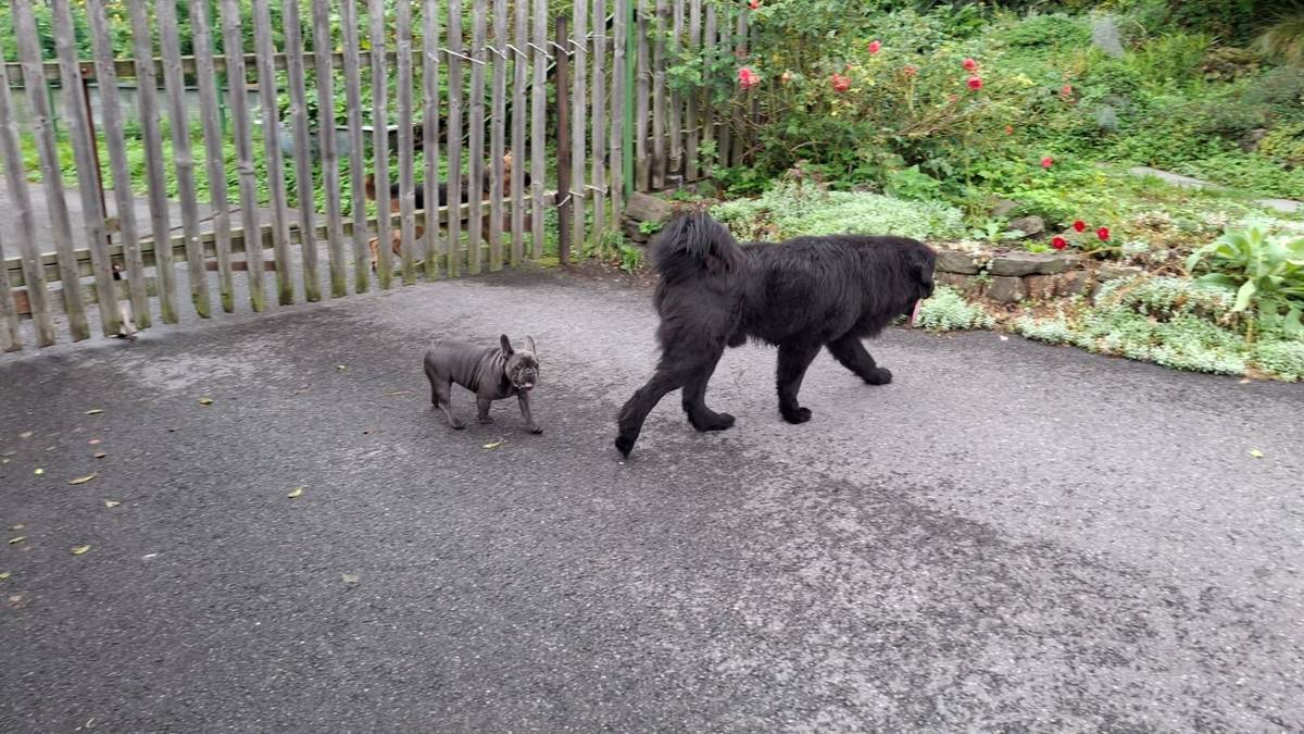 Ve středu obce (obchod u Židků směr MŠ) byli nahlášeni dva volně se pohybující psi. Prosíme majitele, aby si své psy neprodleně zajistili. Zároveň žádáme občany o zvýšenou opatrnost při pohybu v této lokalitě.
