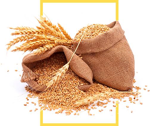 Zemědělská firma AG-STEMA, p.Šulík oznamuje,  že bude v pátek 19.9.2025 v době od 10,00 do 17.00 hod. a v sobotu 20.9.2025 v době od 8,00 do 12,00 hod. prodávat na farmě v Lačnově  pšenici a oves.   Cena je 500Kč/q.       Pytle si každý dodá vlastní.