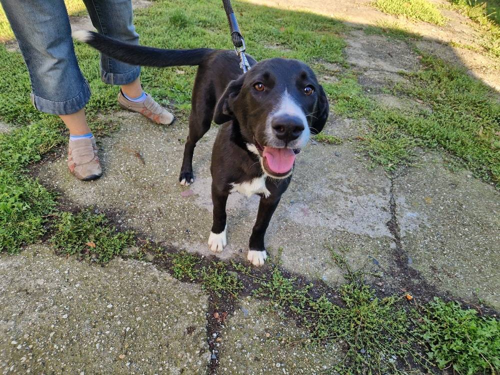 alezena fenka bez čipu