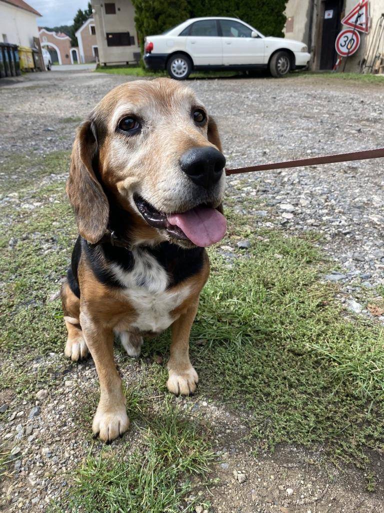 V pondělí 15.9. byl na nádraží v Zadní Třebani nalezen starší pes, nyní je ubytovaný na OÚ. Pokud nenajdeme majitele, budeme muset pejska odvézt do útulku.