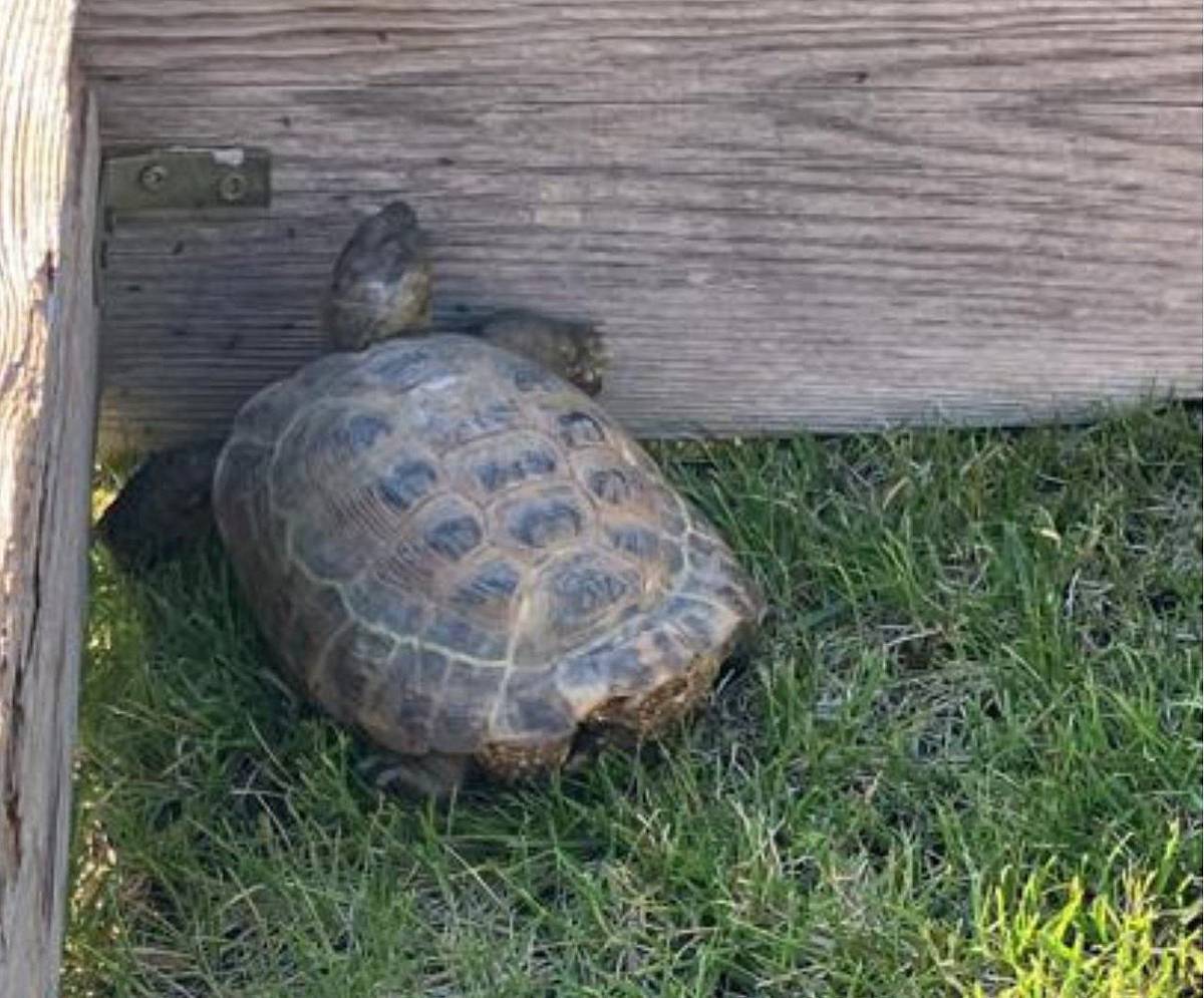 Utekla nám suchozemská želva, velikost v průměru cca 15cm viz fotka. Pokud byste někdo našel / potkal na Okružní, na Bradleci suchozemskou želvu, je to dost pravděpodobně naše Barunka, alias Kajínek, poznávací znamení odřený krunýř za hlavou a miluje pampelišky a římský salát. Děkuji za její navrácení, za každou zprávu vedoucí k jejímu dopadení / nalezení.“ tel.: +420604292388, Aleš Konečný