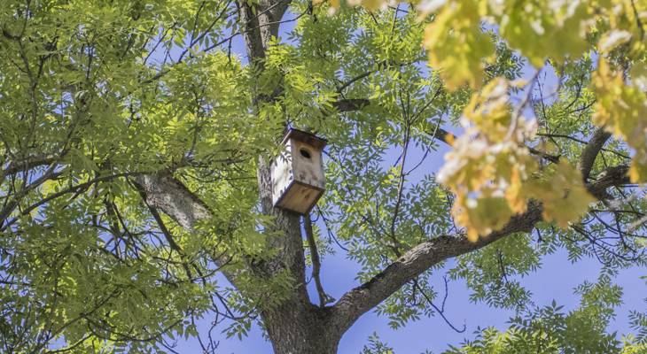 Na několika místech ve městě bylo nainstalováno téměř 90 ptačích budek. Další desítky jsou ve výrobě.