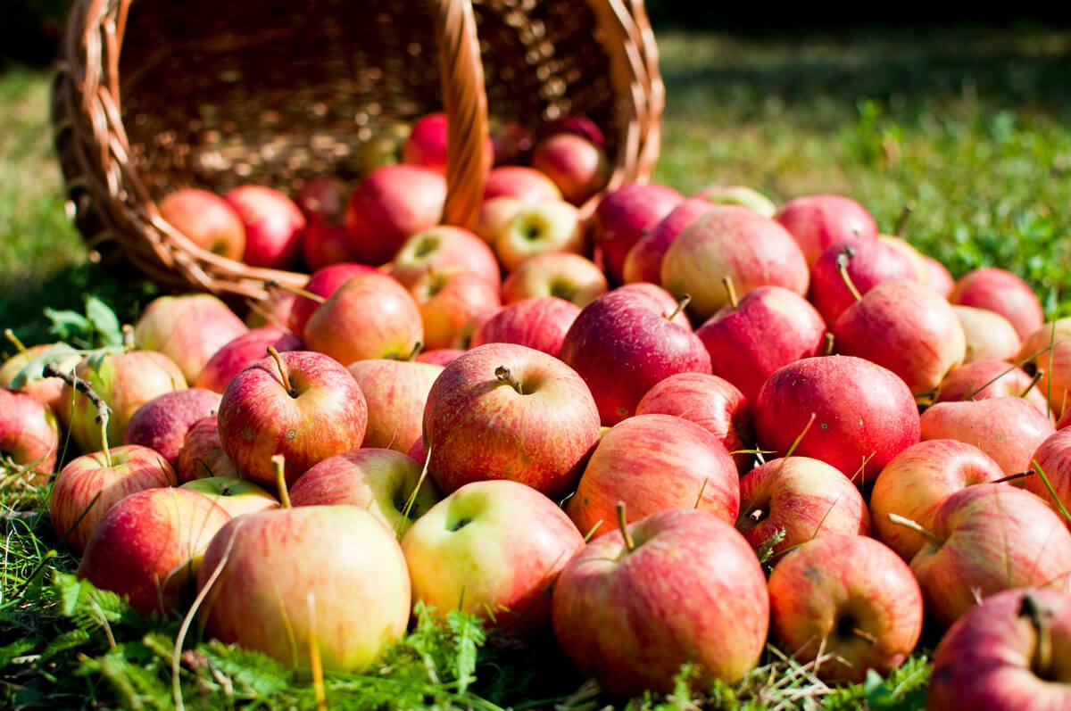 V sobotu 20.9.2025 a každou další sobotu od 9 - 12 hodin se bude v prostorách ČOV Červené Poříčí moštovat.