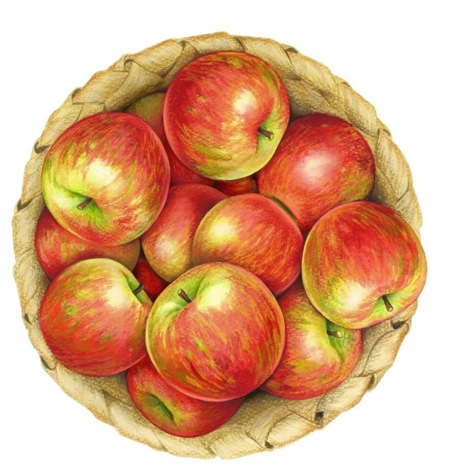 Sady Nechvalín zahájily prodej jablek. Prodejní doba je pondělí až pátek od 8:00 do 17:00 hodin, sobota od 8:00 do 13:00 hodin. Cena se pohybuje od 10,- Kč/kg do 28,- Kč/kg.