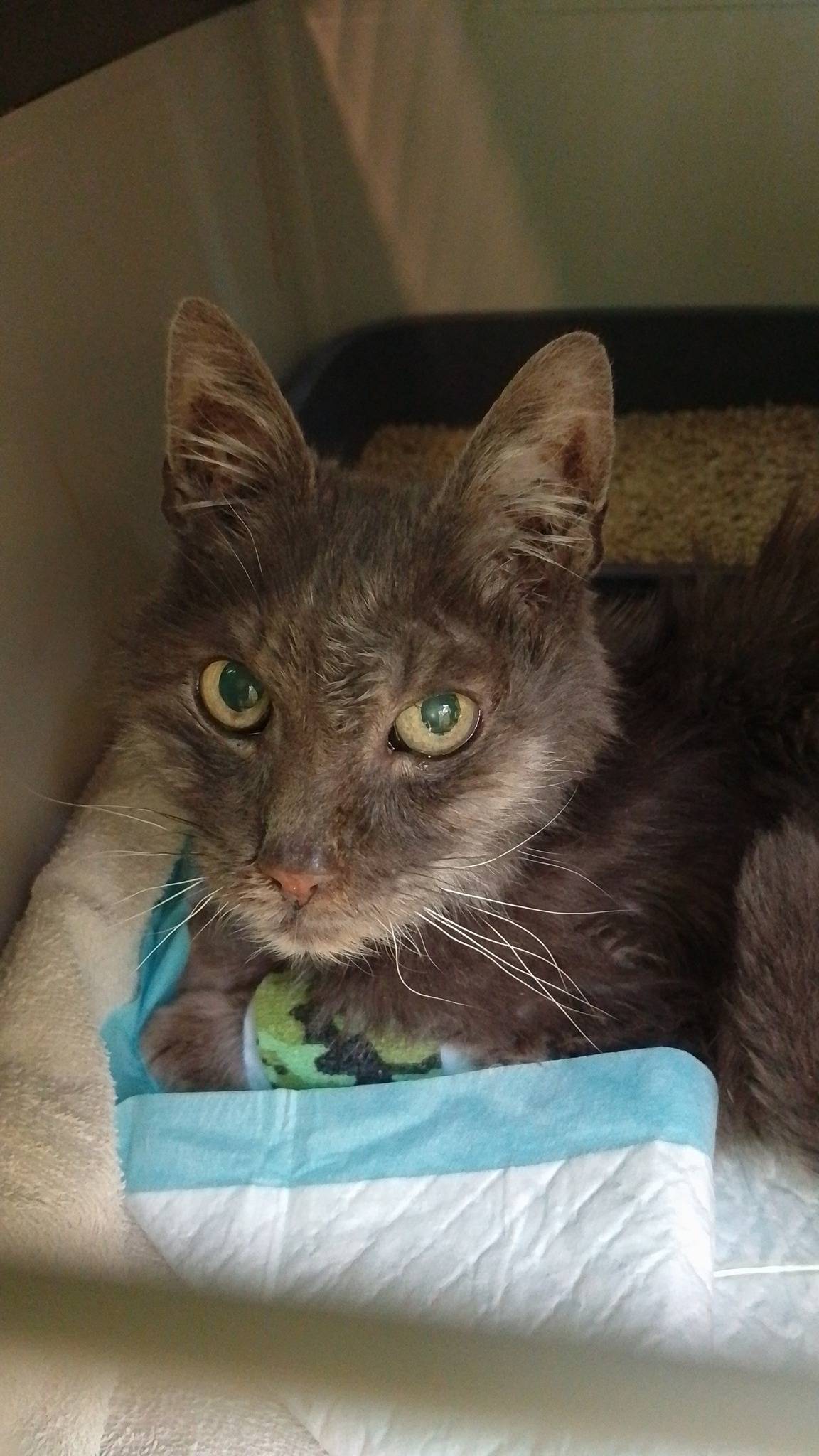 Případné informace podá:SAMUEL kočkám v nouzi, z.s.tel: 605 571 226www.samuelkockam.czhttps://www.facebook.com/samuelkockam/