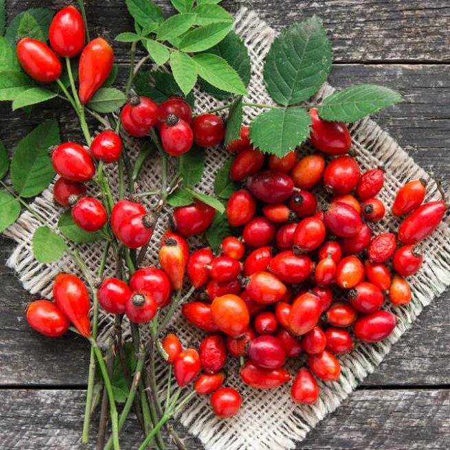 Materská škola Agátik sa aj tento rok zapojí do projektu ZBER ŠÍPOK S LESMI SR. Zber bude prebiehať od 17.09.2024 do odvolania (podľa jesenného počasia).