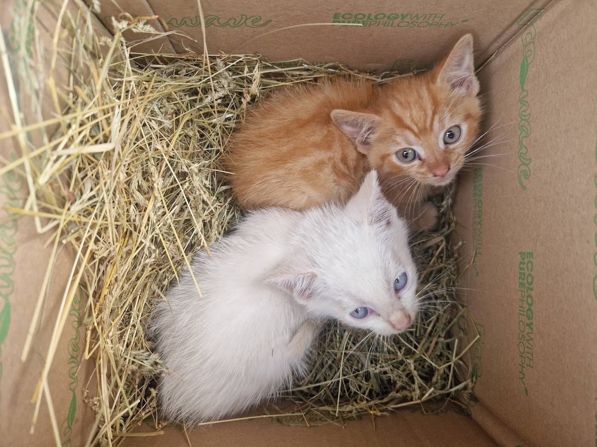 Nalezla se v obci dvě malá koťata. Pokud o ně máte zájem, můžete si je vyzvednout zítra v čase od 8:00 do 12:00 na obecním úřadě. Bližší informace na tel.: 604 947 821.