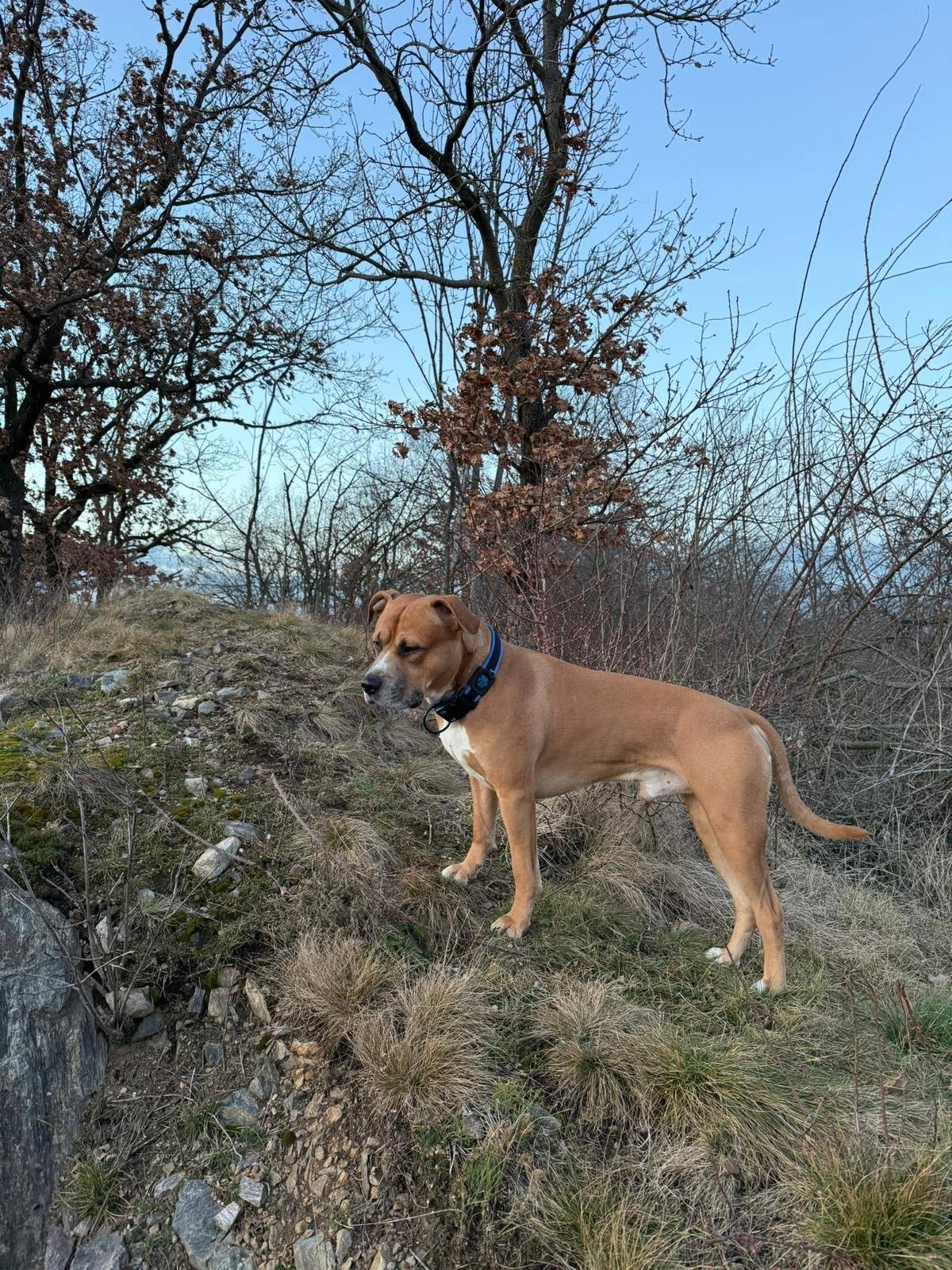 Hledáme hnědého staforda jménem Rasty. Za každou informaci budeme vděční. Tel. na majitele: 777781750