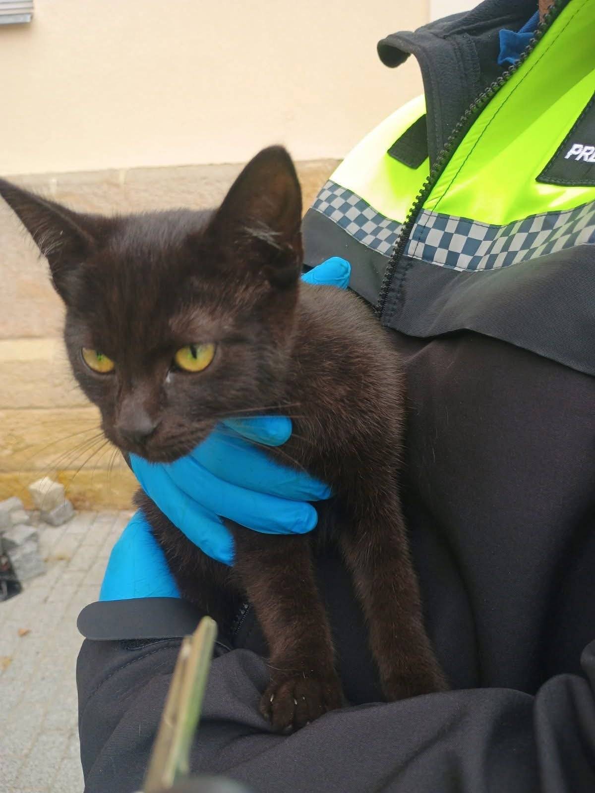 Dnes se našlo kotě v MŠ Kosmonosy.  Nehledá ho někdo???????  Volejte prosím 605250811.