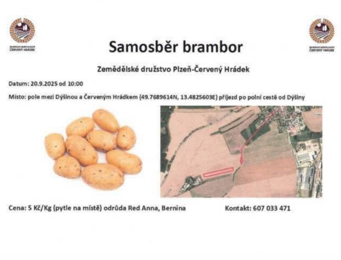 Zemědělské družstvo Plzeň-Červený Hrádek pořádá samosběr brambor dne 20. září 2025 od 10:00. Nabízí odrůdy Red Anna a Bernina za cenu 5 Kč za kilogram, pytle budou dostupné na místě.