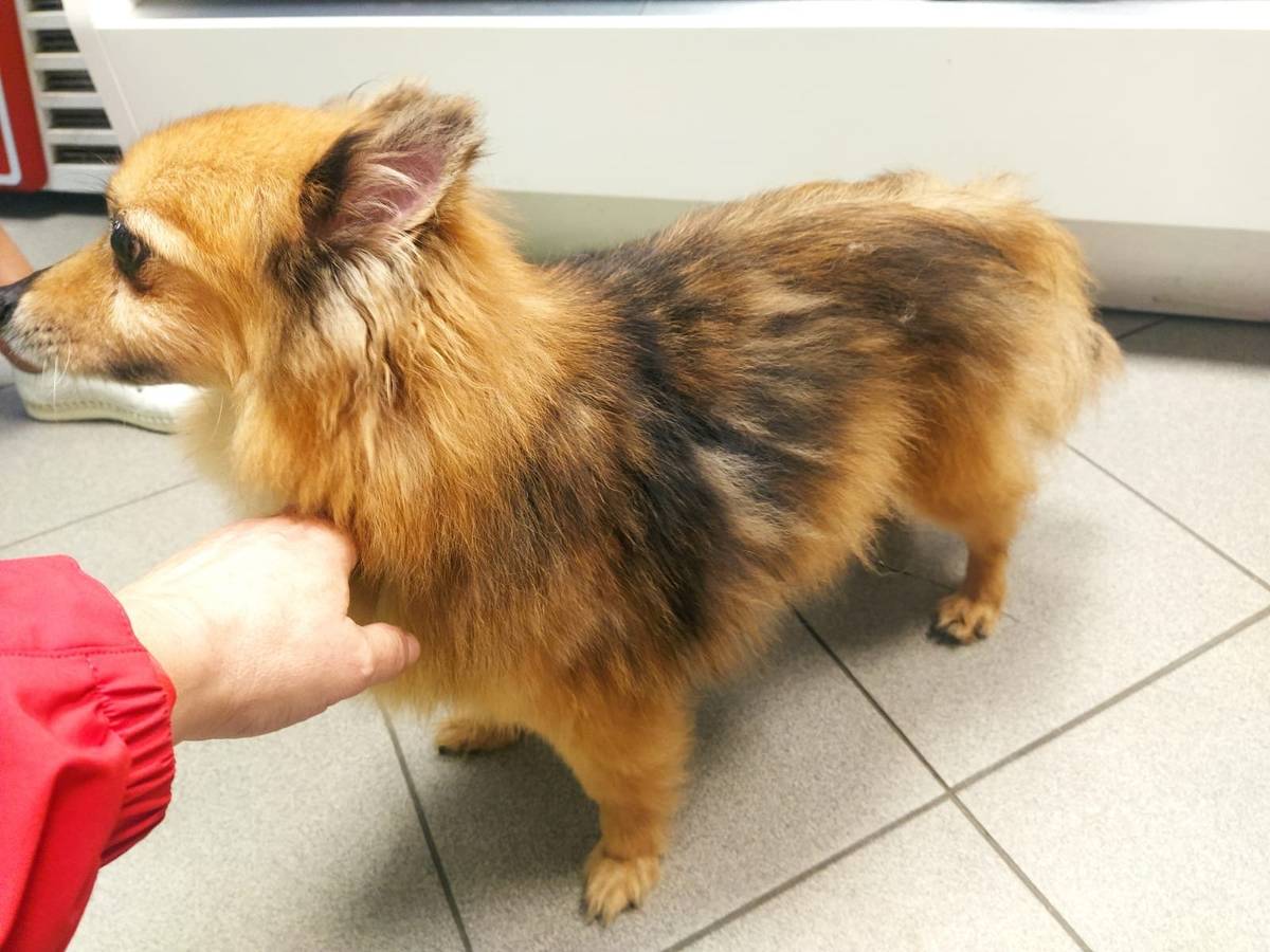 Dobrý večer, U benzínové stanice v Rychnově pobíhá malý pejsek. Je to kluk. Pokud víte komu patří, řekněte mu to. Určitě se hledá Děkujeme. Hezký večer.