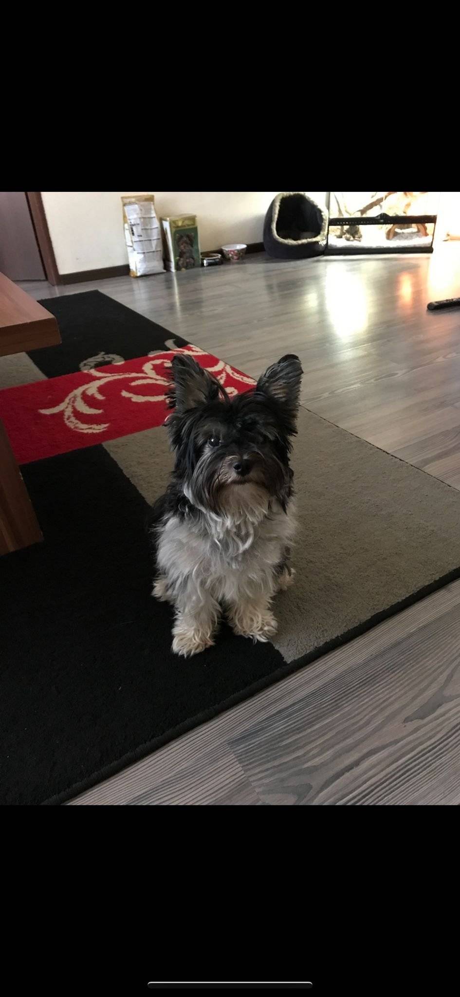 🐶 ZTRATIL SE PEJSEK – JORKŠÍR Drazí sousedé, dnes se v Kozlech ztratil jorkšír jménem Sep. Pokud byste ho zahlédli nebo o něm měli jakoukoli informaci, prosíme o kontakt na číslo 777 095 868. Majitelka, paní Kolomazníčková, moc děkuje za vaši pomoc 🙏