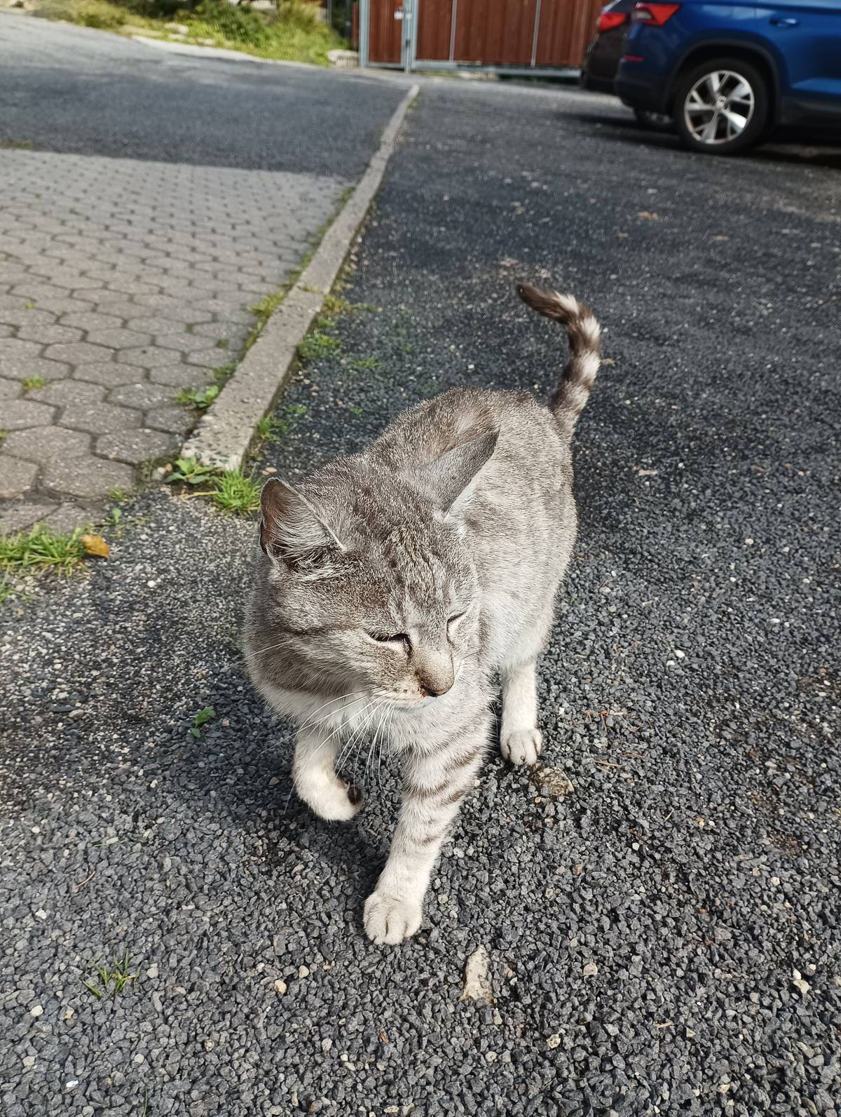 U Hotelu Weber  v Bedřichově se našla šedá mourovatá kočička s obojkem. Je přítulná. Informace na tel.: 777 050 555.