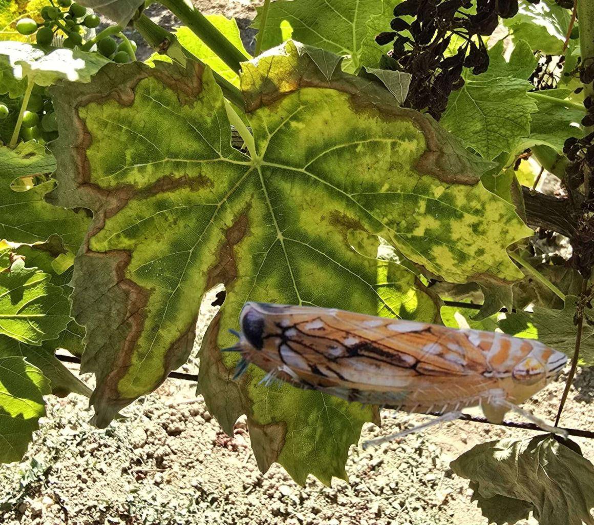 V prílohách sú informácie ku karanténnej chorobe viniča s názvom zlaté žltnutia viniča (Grapevine flavescence dorée phytoplasma).