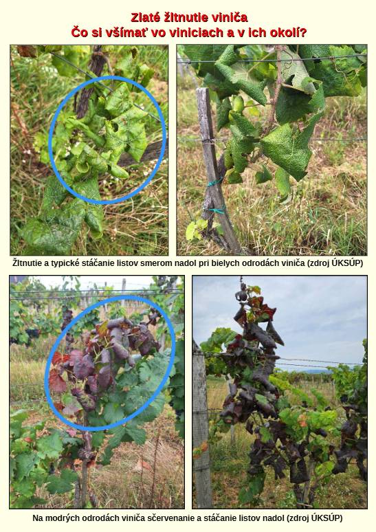 Vzhľadom na rýchly nárast viditeľných príznakov karanténnej choroby viniča s názvom zlaté žltnutia viniča (Grapevine flavescence dorée phytoplasma), Ústredný kontrolný a skúšobný ústav poľnohospodársky v Bratislave zasiela naliehavé upozornenie na zamedzenie šírenia tejto choroby.