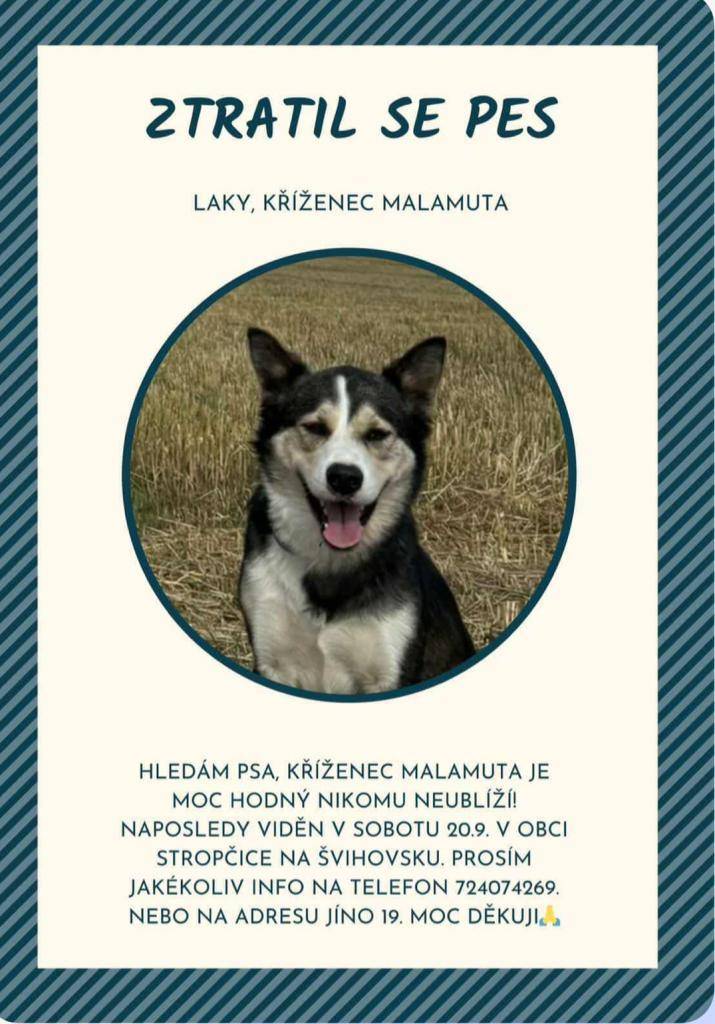 Hledá se pes - kříženec MALAMUTA. Naposledy viděn v sobotu v obci Stropčice na Švihovsku. Jakékoliv informace na tel. 724074269 nebo Jíno 19.