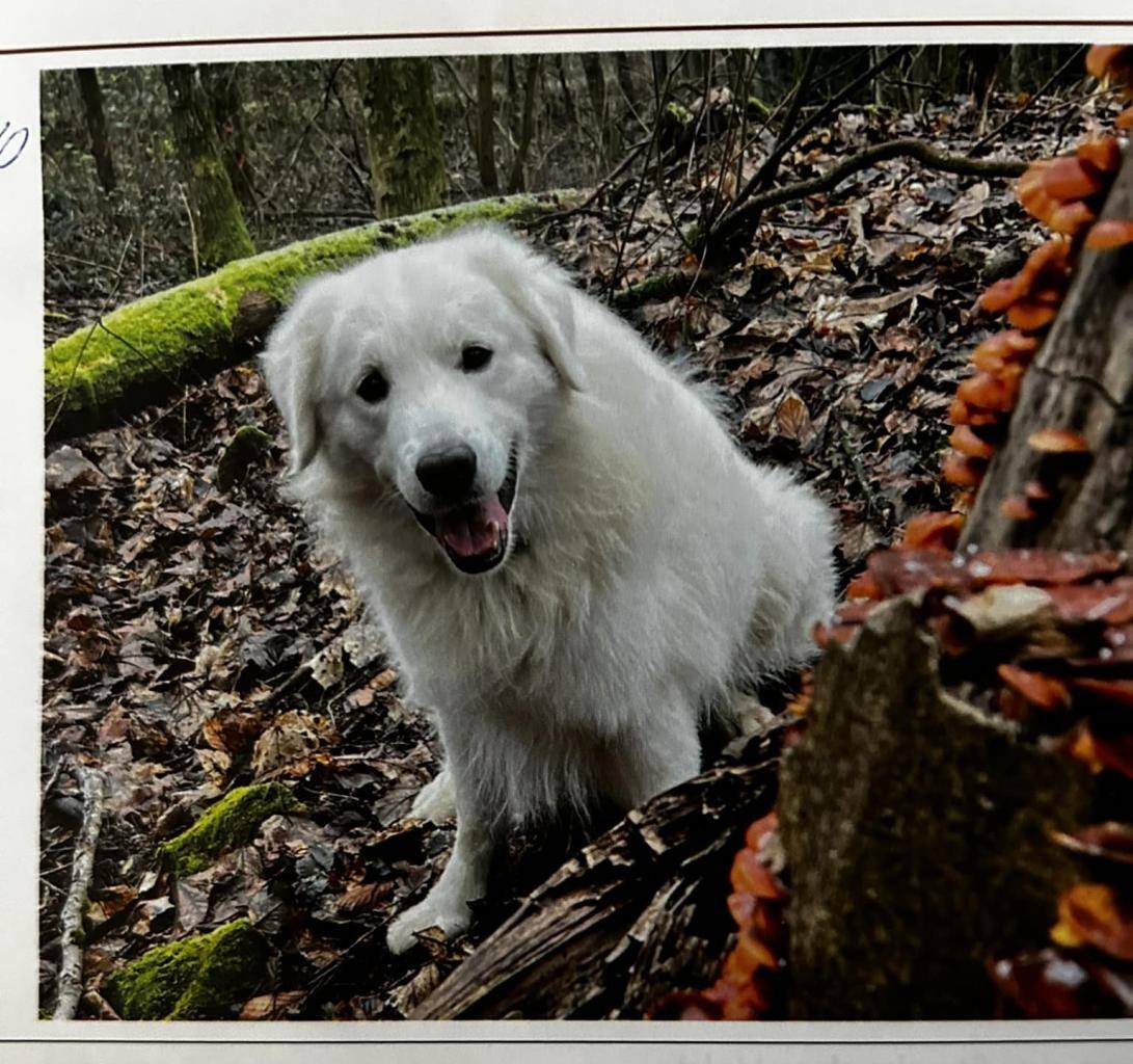 V obci Lehota sa stratil pes, 10 ročný slovenský čuvač bielej farby a mierumilovnej povahy. Počúva na meno Urano. Akékoľvek informácie môžete volať na t. č. 0907 171 461.