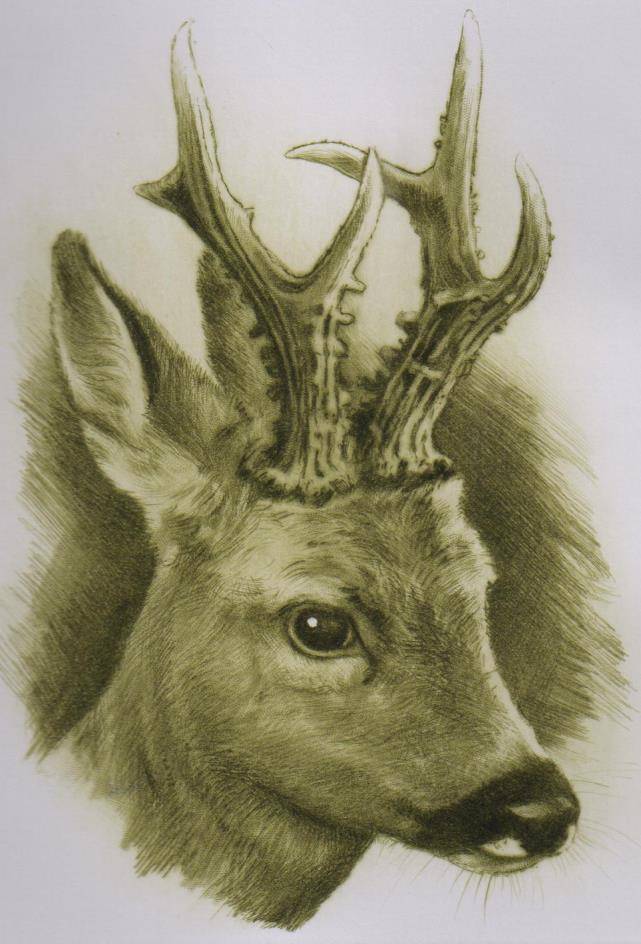 18. - 19. 10. 2025    41. ročník Memoriálu Františka Hebedy  se zadáním titulů CACT a res. CACT