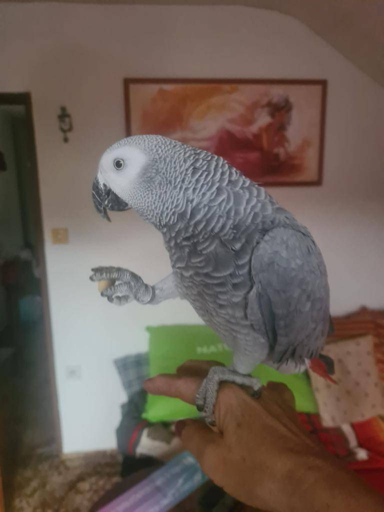 ‼️ ZTRATIL SE PAPOUŠEK ŽAKO ‼️