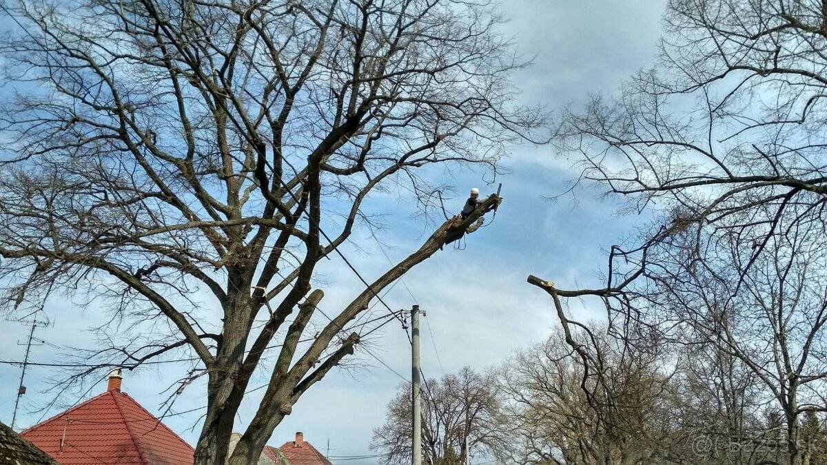 VYPILOVANIE A OPILOVANIE stromov  RIZIKOVÉ PÍLENIE stromov