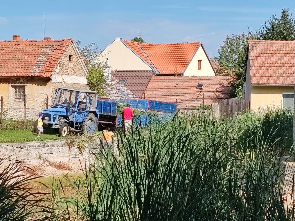 Rádi bychom poděkovali všem dobrovolníkům, kteří se v neděli 21. září 2025 zúčastnili akce zaměřené na úpravu a odplevelení prostředního rybníka. Práce byla náročná a podmínky obtížné, avšak díky vaší pomoci jsme dosáhli skvělých výsledků. Ještě jednou děkujeme za vaši obětavost a podporu.