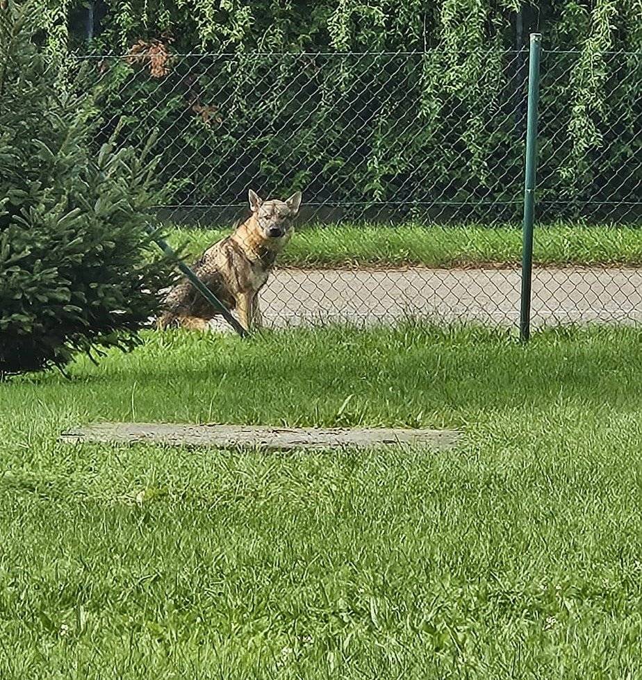 Obecný úrad Šurianky oznamuje, že sa v obci vyskytol zatúlaný vlčiak. Touto cestou hľadáme jeho majiteľa. Prosíme o kontaktovanie obecného úradu na čísle 0910 212 700.