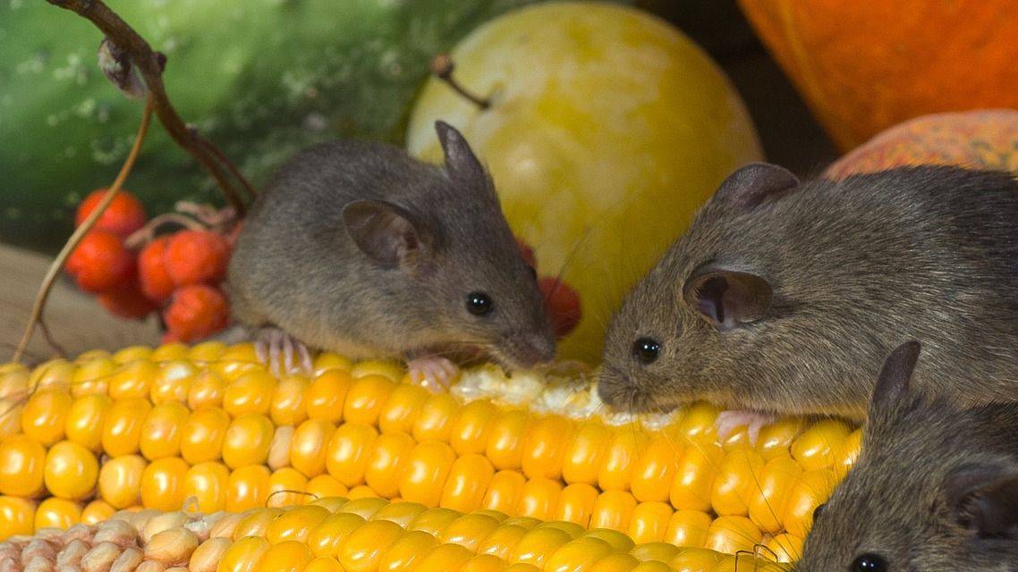 Na území BSK prebieha celoplošná deratizácia v období od 01.10.2025 do 30.11.2025