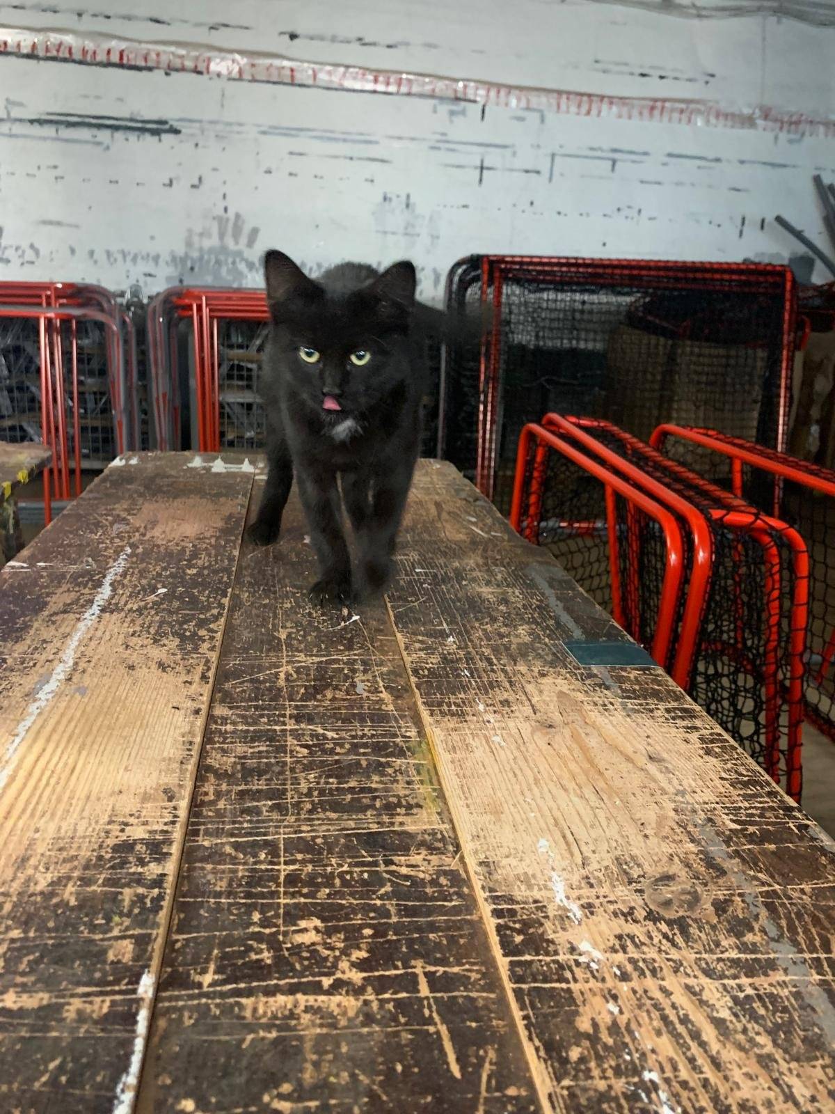 Dnes bylo ve Vatíně v areálu společnosti Raven nalezeno černé kotě - viz foto níže. Pokud byste někdo věděl odkud se mohlo zaběhnout, zavolejte, prosím, paní Sobotkové telefon 737 622 745. Děkujeme.