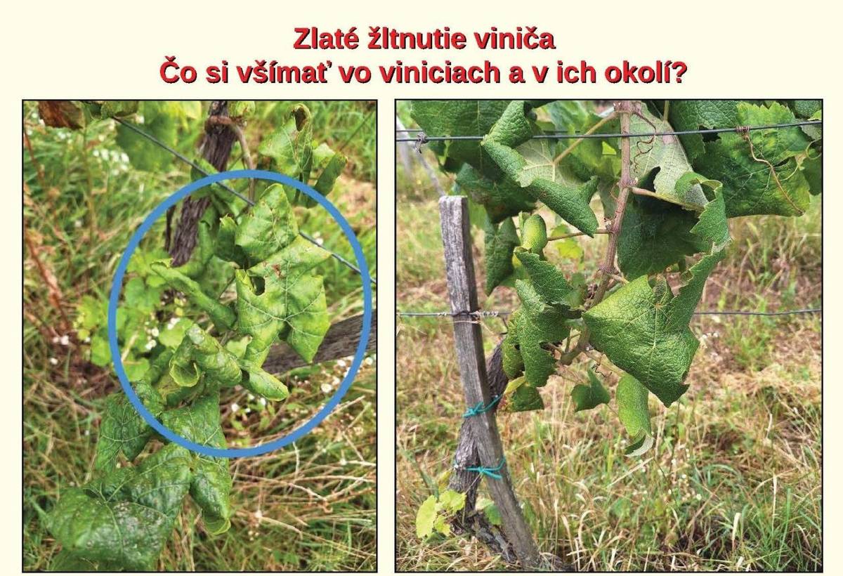 Vzhľadom na rýchly nárast viditeľných príznakov karanténnej choroby viniča s názvom zlaté žltnutia viniča Ústredný kontrolný a skúšobný ústav poľnohospodársky v Bratislave zasiela naliehavé upozornenie na zamedzenie šírenia tejto choroby.