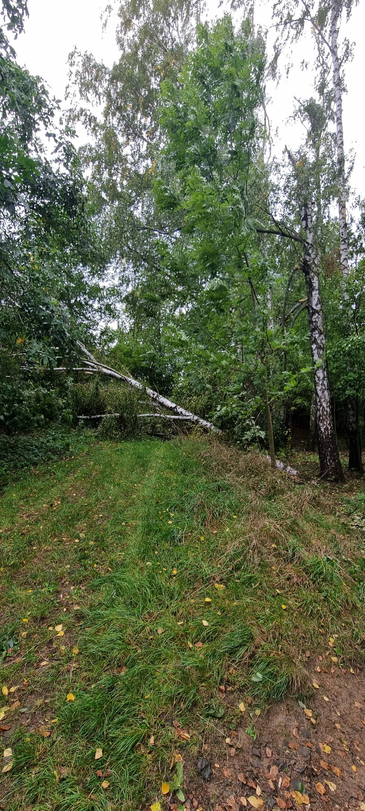 V lesíku směrem ke střelnici došlo k pádu stromu, který nadále ohrožuje bezpečnost pohybu v této lokalitě.  Žádáme občany, aby se do prostoru nevydávali a dbali zvýšené opatrnosti! Nebezpečí pádu dalších větví či stromů je stále aktuální.  Odpoledne provedou odstranění stromu hasiči. Děkujeme za pochopení. 🌲⚠️