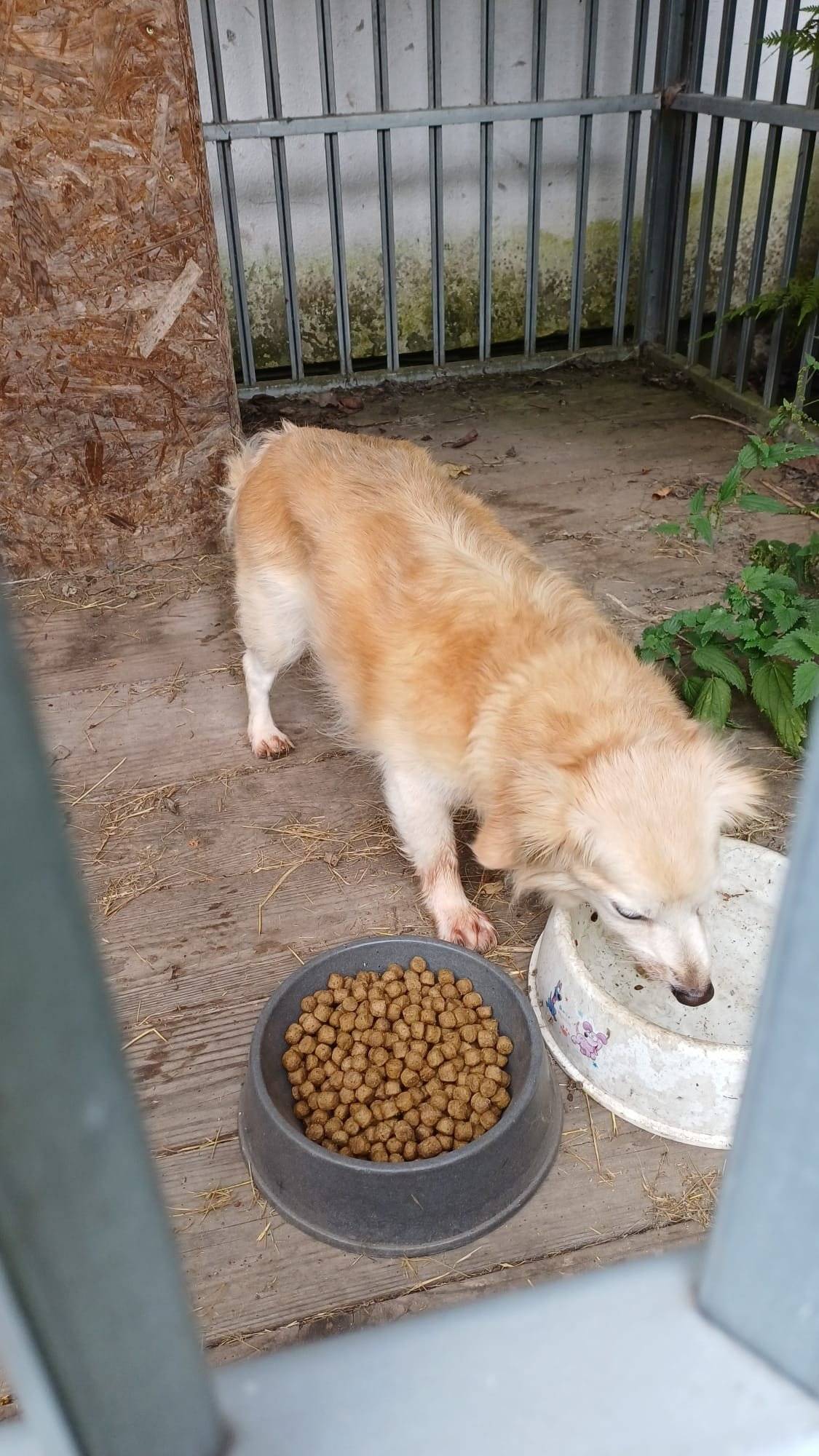 V neděli 28.9.2025 byl odchycen menší kříženec psa v dolním Oloví. Pejsek je umístěn v kotci MÚ Oloví. Více info na tel: 724 180 785.