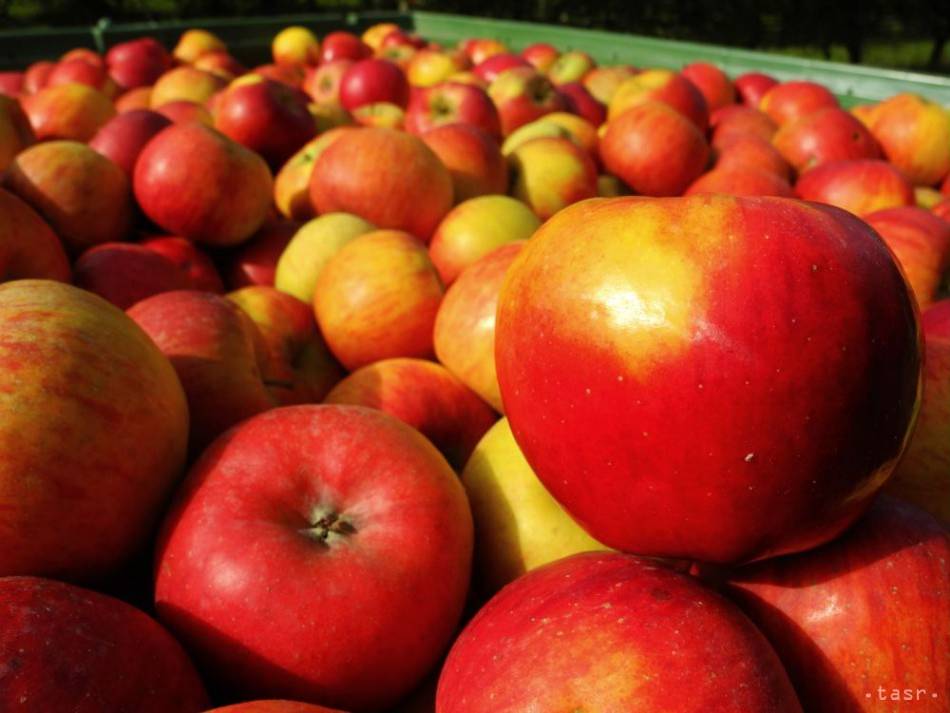 Základná organizácia Slovenského zväzu záhradkárov v Malachove Vás srdečne pozýva na výstavu JABLKO ROKA – PLODY NAŠICH ZÁHRAD, ktorá sa uskutoční v sobotu štvrtého októbra v kultúrnom dome v Malachove. Všetci ste srdečne vítaní.