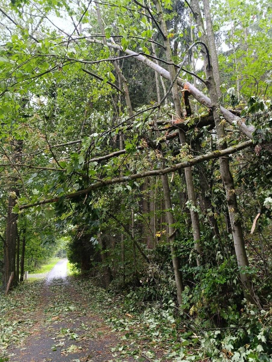 Během pátku se podařilo odstranit zbývající neprůjezdná místa na místních komunikacích v obci. K problému v Šedivinách se aktivně postavil majitel pozemku, ze kterého stromy spadly. Obstaral plošinu a zařídil celý zásah. Klobouk dolů před takovým přístupem! V Nedvězím bylo práce víc, ale zase byla jednodušší. Rozebrali jsme padlou lípu pomocí vlastních zdrojů a techniky obce.  Nadále zůstává několik neprůjezdných málo používaných polních cest v majetku obce. Jelikož nyní už skončily polní práce, budeme závady odstraňovat v klidu v průběhu příštích týdnů. Majitelé pozemků a nemovitostí teprve postupně nacházejí další možné závady a nebezpečná místa. Dnes byla objevena utržená elektropřípojka u jednoho rekreačního domu a bříza ležící na střeše u jiné odlehlé rekreační nemovitosti. Pokud byste narazili na nějaké takové pozůstatky větrné bouře, dejte o tom vědět například pomocí modulu "Podněty z terénu" na naší nástěnce aplikace Munipolis.