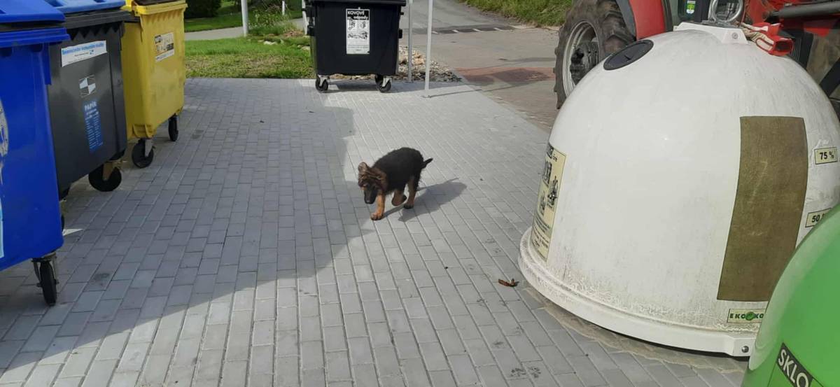 Na Straškově se pohybuje pes s modrým obojkem. Prosíme majitele, aby si ho "ulovil" :)