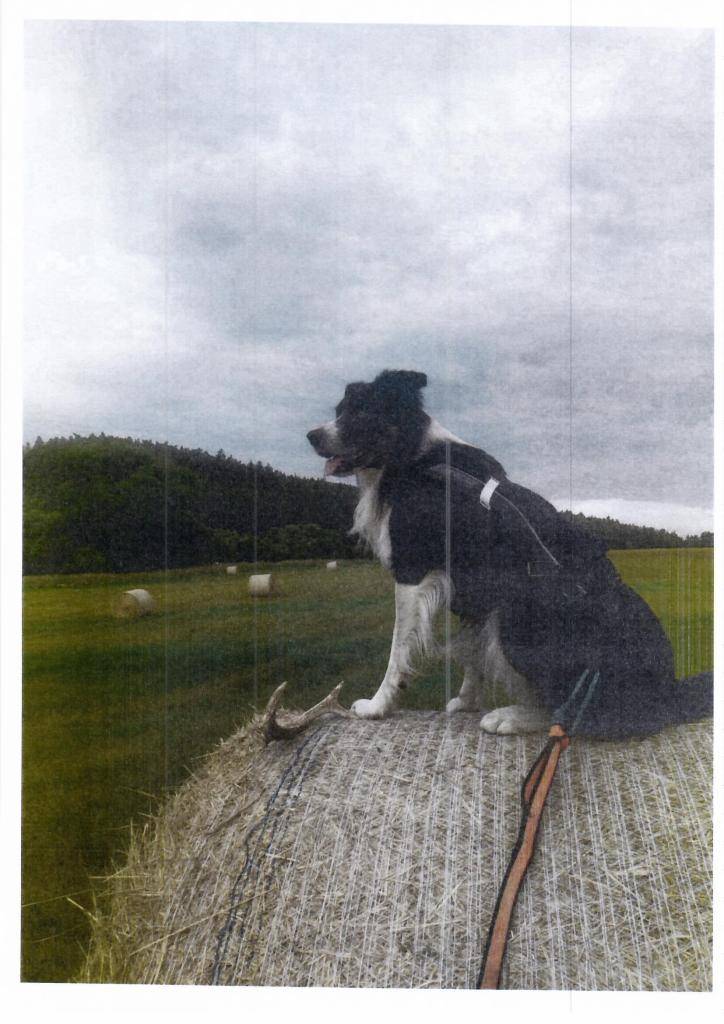 Ztratil se pes v obci Lomnička, Bordel kolie, černobílý, slyší na jméno Sam. Na sobě má postroj s oranžovým popruhem jako na fotce. Informace prosím na tel. 737 477 772. Děkujeme za spolupráci