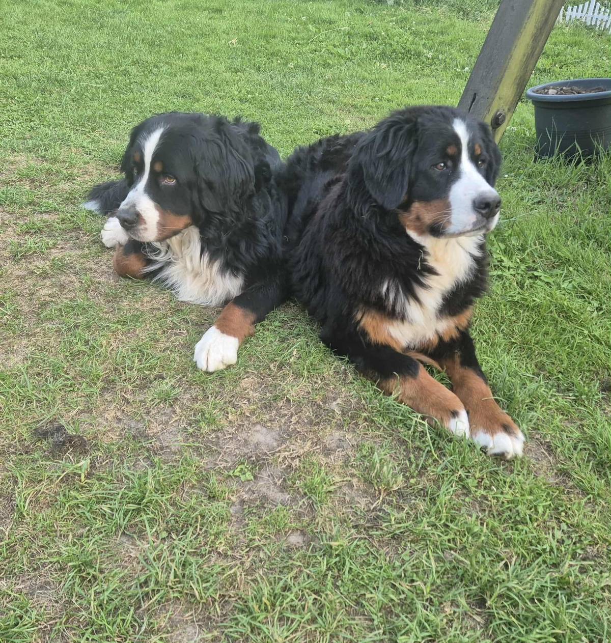 Dne 28.9. zmizeli z uzavřeného a zabezpečeného pozemku v obci Radim u Krnova v době 7.00 - 17.00 tito dva bernští salašnický pejsci.  Slyší na jméno Dejv a Beksly   Násilné zmizení hlášeno na PČR   Ten, kdo schválně vypustí nebo ukradne parťáky malému dítěti by se měl fakt pořádně nad sebou zamyslet a vše napravit   Budeme vděčni za jakoukoliv informaci na tel. +420 737 932 405