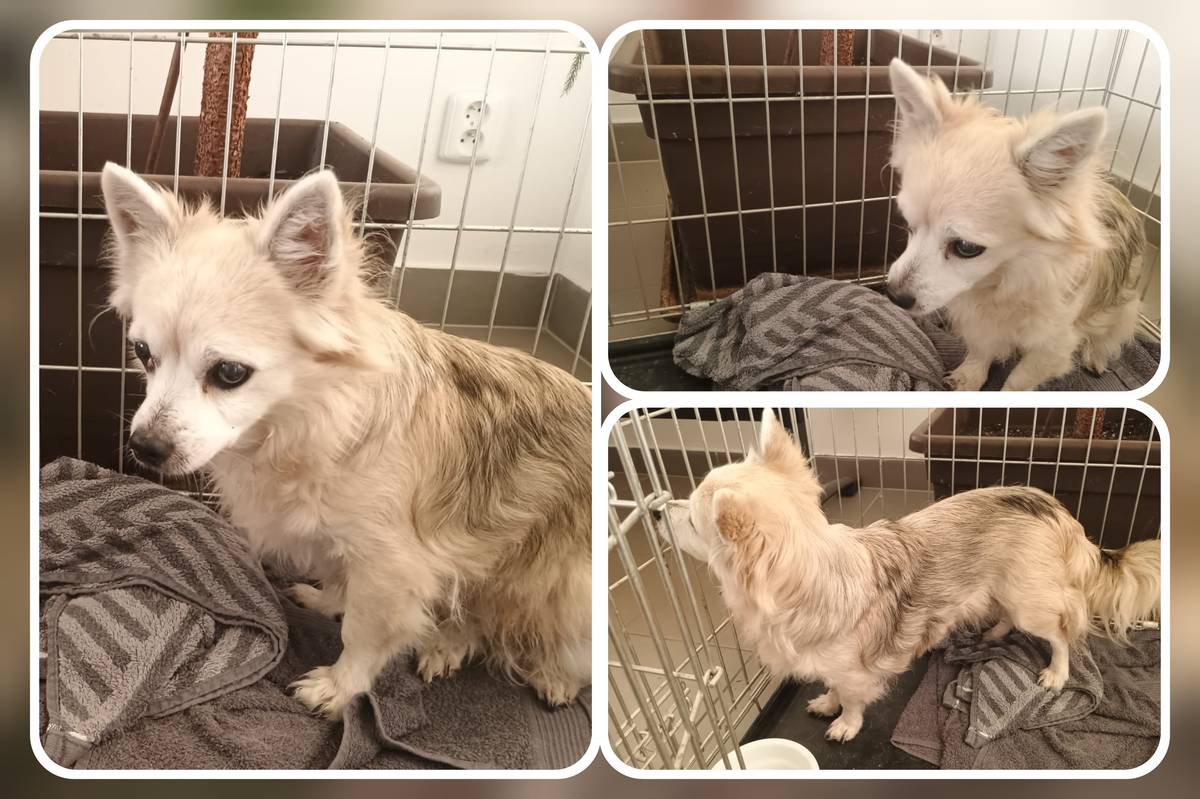 V ulici Podzámecká nalezen pejsek, momentálně čeká na majitele na Městské polici Kosmonosy 326 719 077