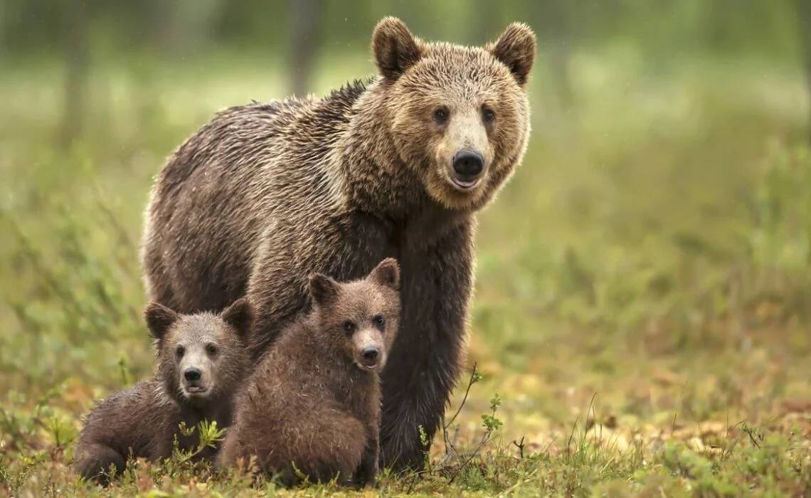 Nebezpečný pohyb medveďa bol zaznamenaný v pondelok 29.9.2025 vo večerných hodinách na ulici P. Jilemnického pri nájomnej bytovke č. 39. Upozorňujeme občanov, aby boli obozretní!
