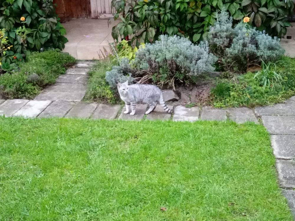 - v příloze naleznete foto, je přítulný, zvyklý na lidi. Kontakt: 606 339 177.