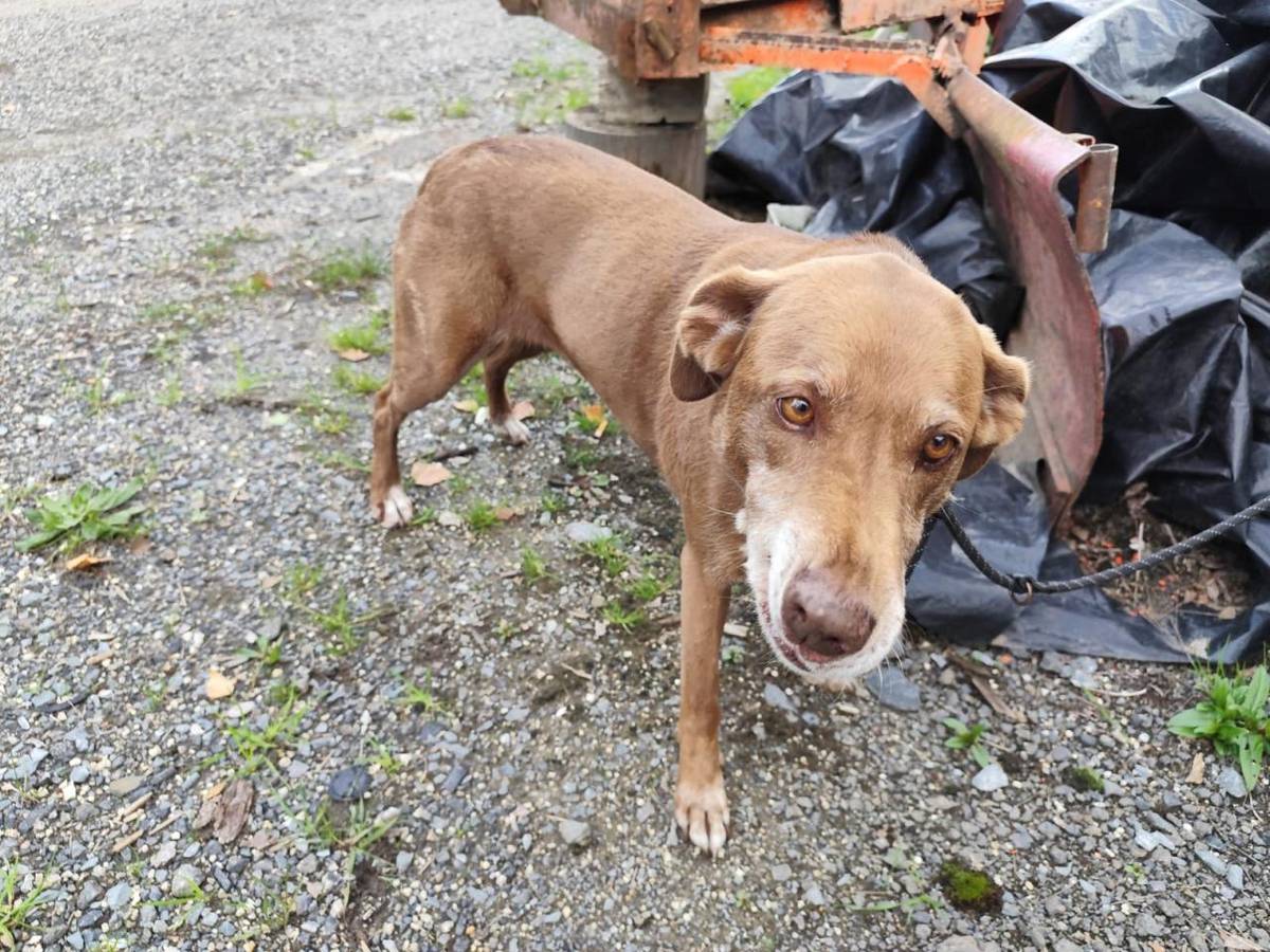 V obci Ústí nad Mží byl nalezen zaběhnutý pes hnědé barvy s bílou náprsenkou, který měl na krku modrý obojek (viz fotografie).