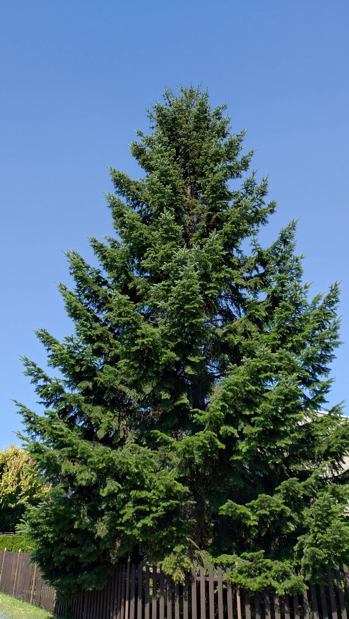 Poprvé v historii jste si sami vybrali hlavní symbol Vánoc v Karviné. 75 % z vás hlasovalo pro dvanáctimetrovou jedli z Dětmarovic. 🌟 👉 Instalace stromu proběhne 8. listopadu, kdy začne náročný proces těžby a převozu za asistence policie, městských strážníků i technických služeb. Poté bude jedle slavnostně ozdobena a společně ji rozsvítíme na začátku adventu. ✨ Děkujeme všem, kteří hlasovali!