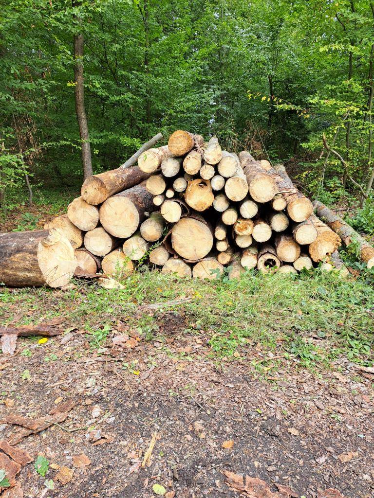 Palivové dřevo z odvozního místa. Množství 15,37m3. Cena: 1000Kč/m3. Kontakt pan Milan Laš: 773 992 046. Při odběru celého množství sleva.